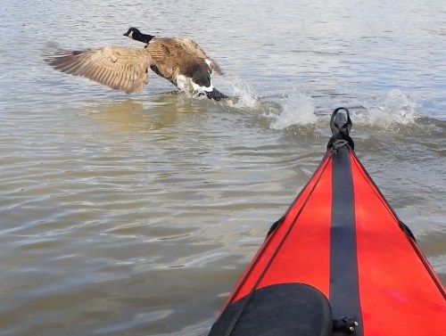 Canada Goose flees kayak