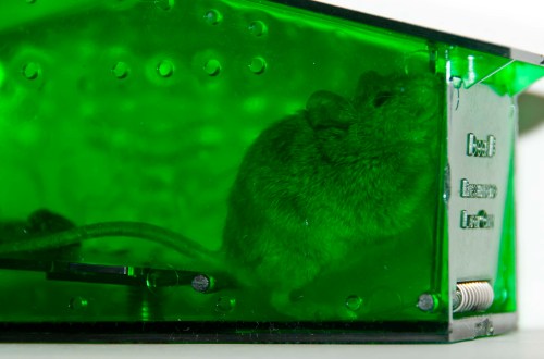 Trapped mouse 1