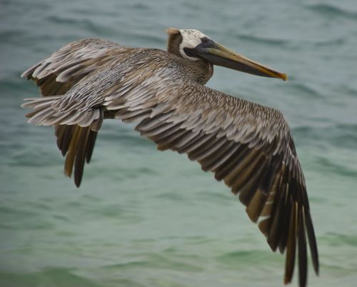 Pelican in flight