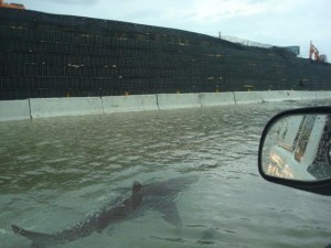 Shark swimming down flooded Puerto Rico street after Hurricane Irene