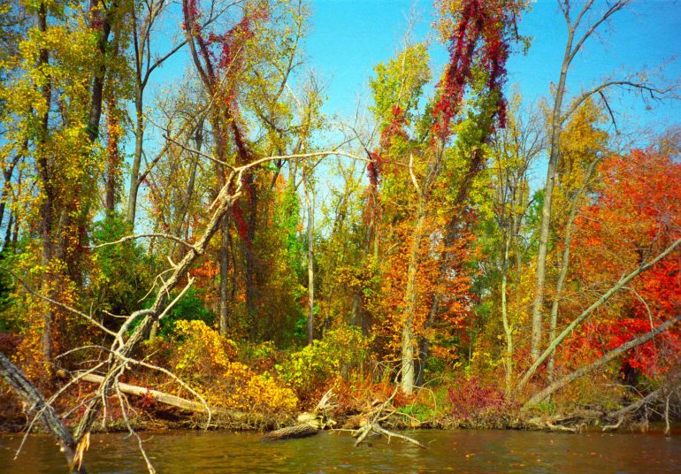 ... in tangled chaos