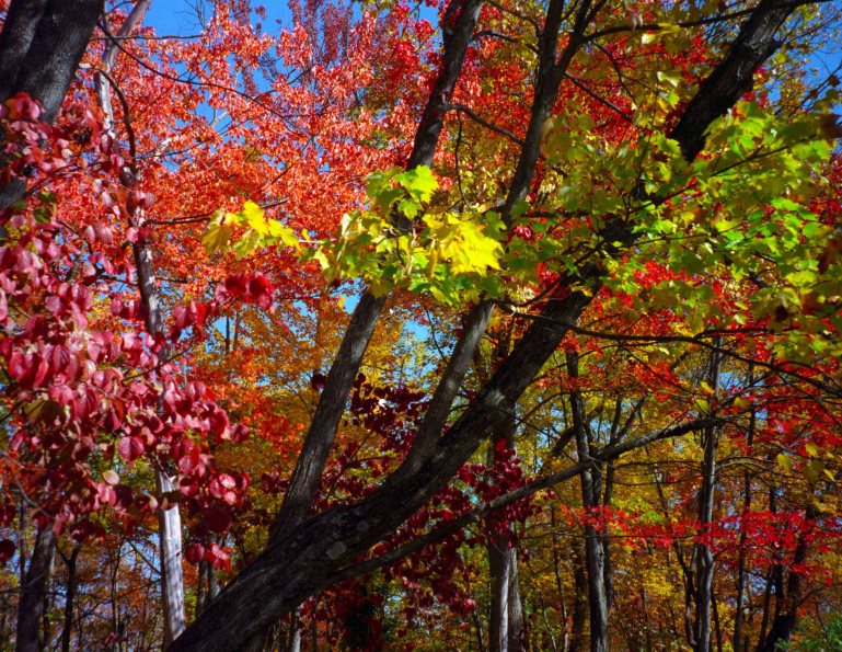 Pinks and purples too