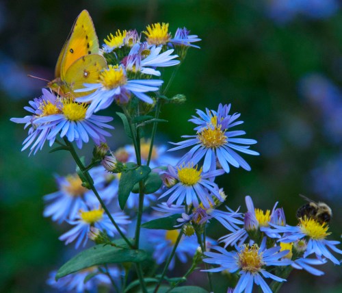 Cloudless Sulphur and bee Cloudless Sulphur and bee