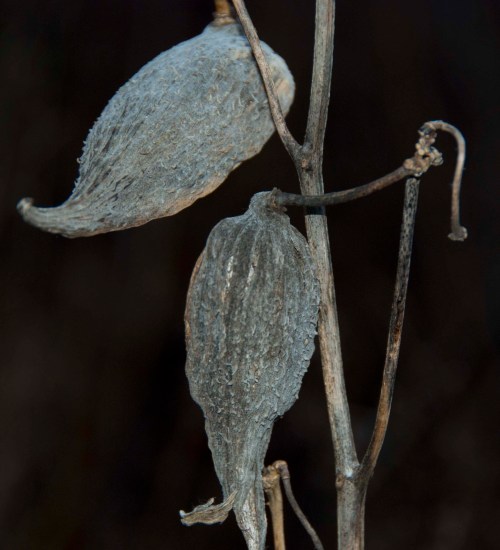 DSC_0039 cropped small