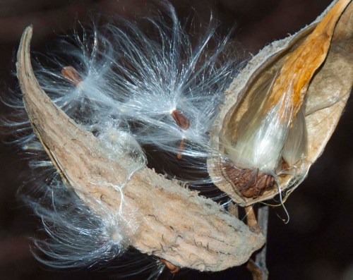 DSC_0053 cropped small