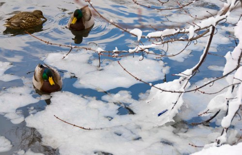 Ducks on frozen pond in Central Park DSC_0188 cropped small