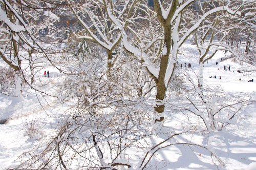 Central Park winter 6