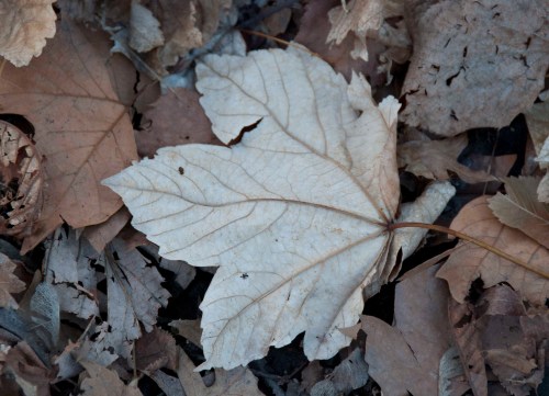 Dry leaves