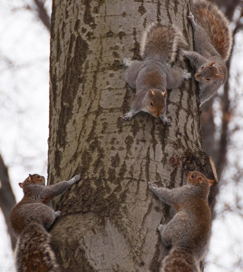 Squirrels DSC_0126 cropped small 3