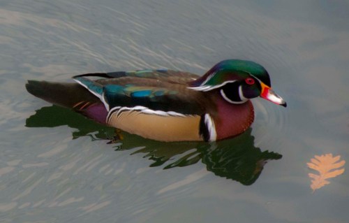 Wood Duck