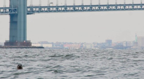 DSC_0039 cropped small 2