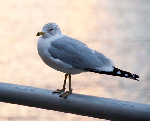 Gull