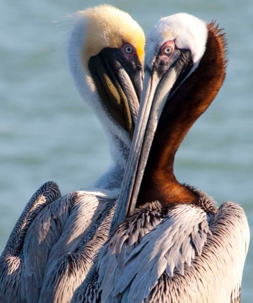 Pelicans DSC_0556 cropped small 2