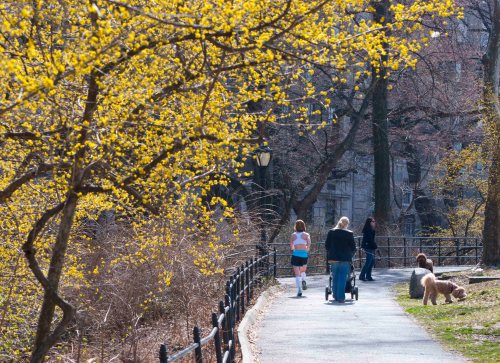 Spring has sprung in Central Park