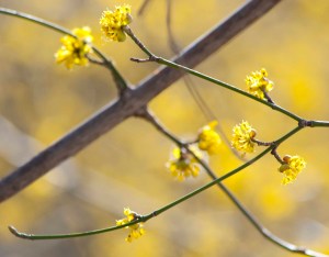 Yellow sprinkles on bare branches