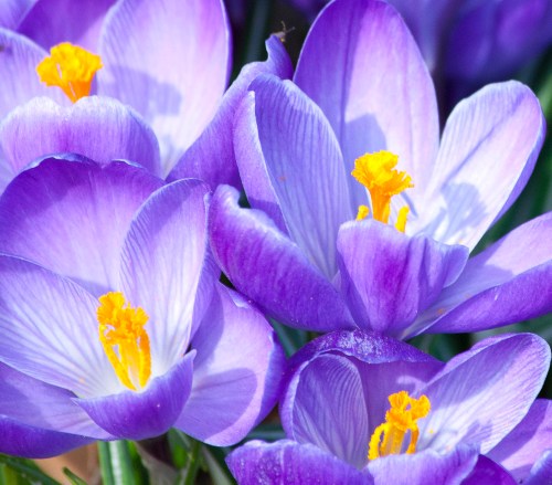 Crocuses 1
