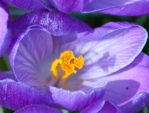Purple crocus DSC_0089 cropped small 2