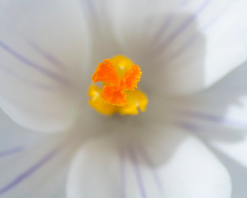 White crocus DSC_0127 cropped small 2