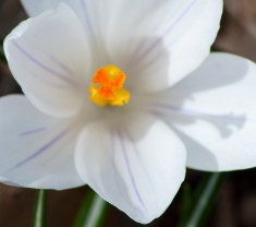 Crocuses 4