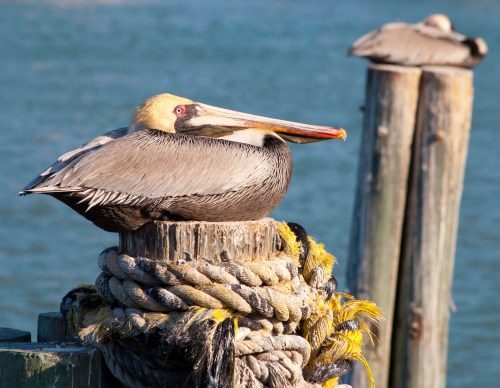 Pelican on top 5 Pelican on top 5