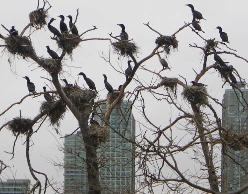 IMGP5553 cropped small