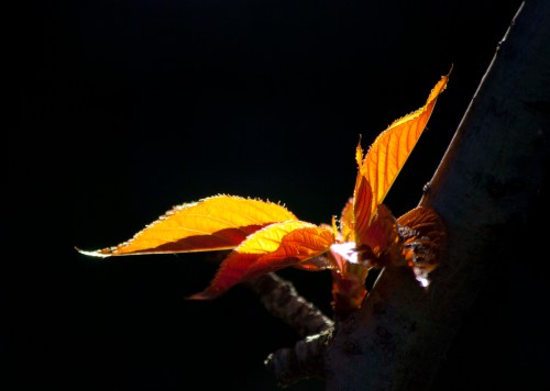 DSC_0021 cropped small