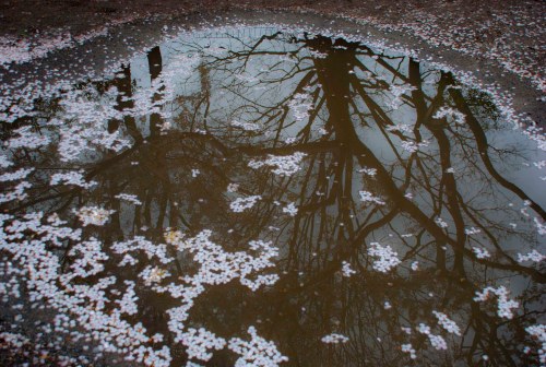 April puddle April puddle