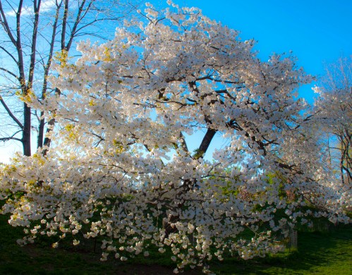 Branches heavy with blossoms