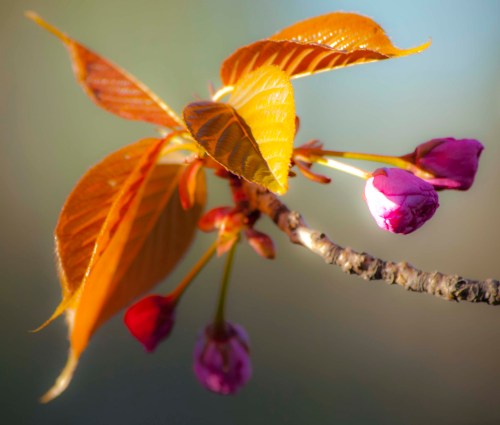Buds in the evening light 2