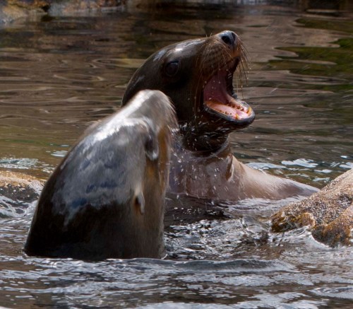Sea lions DSC_0297 cropped small