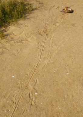 Horseshoe crab tracks and horseshoe crab