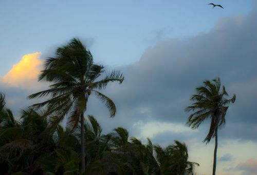 Frigate bird at sunset