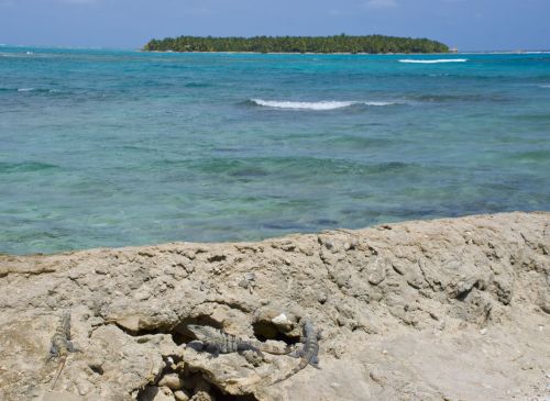 Iguanas on the seawall