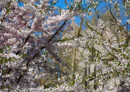 Blossoms and stone 1