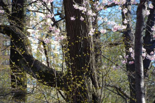 Blossoms and stone 3