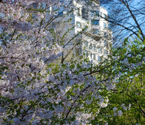 Blossoms and stone 4