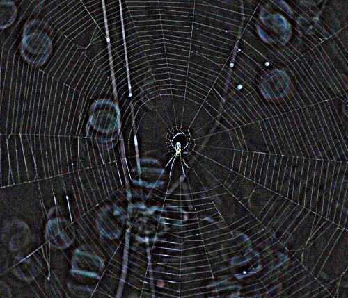 Spider in web