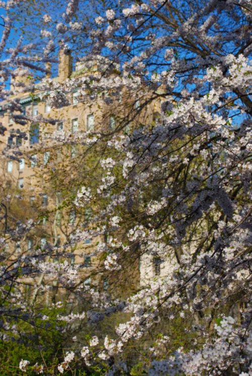Blossoms and stone 2