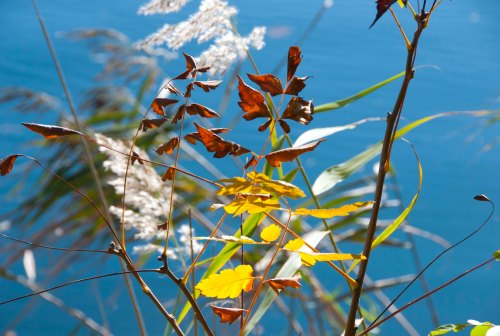 Fall colors at the Central Park Reservoir DSC_0121 cropped small