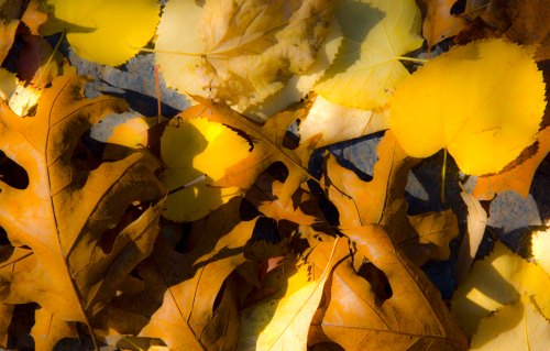 Fallen leaves 2