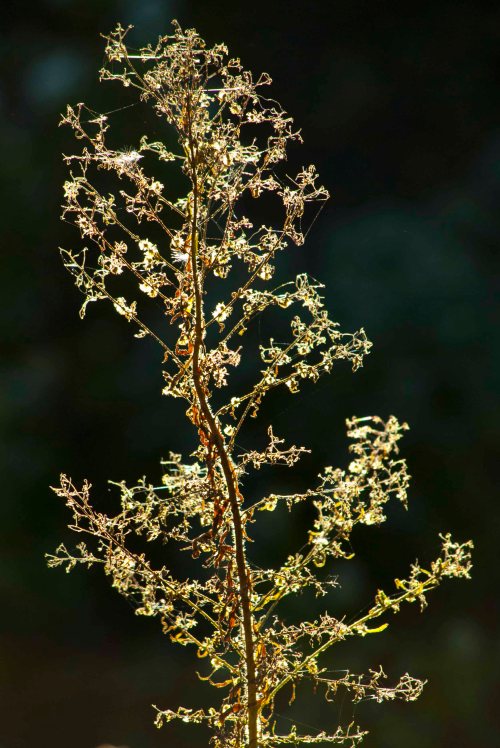 DSC_0014 cropped small