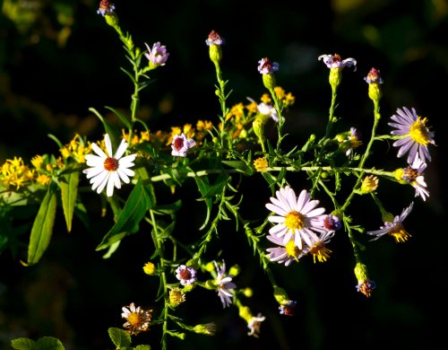 DSC_0039 cropped small