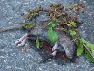 Drowned rat after Sandy