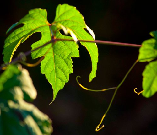 DSC_0069 cropped small