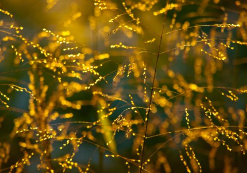 DSC_0089 cropped small