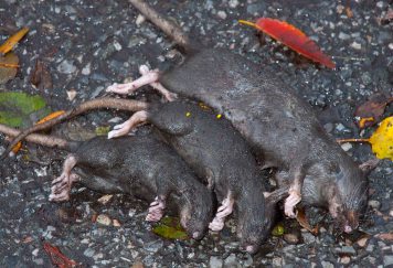 Family of rats after Superstorm Sandy