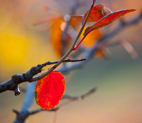 Red leaf DSC_0044 cropped small