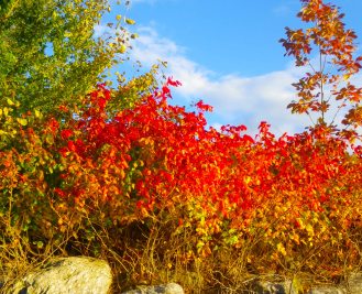 Fall colors in the Harlem River Fall colors in the Harlem River
