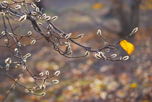 Old & New 3 DSC_0012 cropped small
