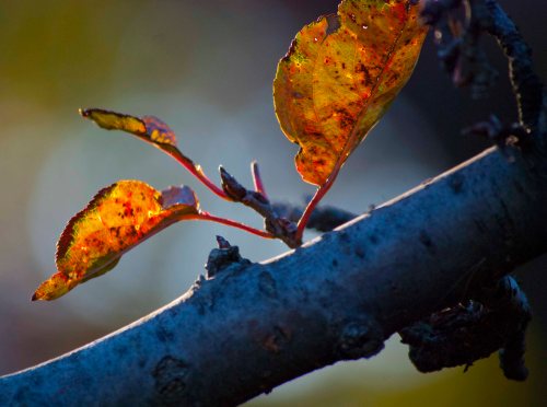 Late Fall DSC_0013 cropped small